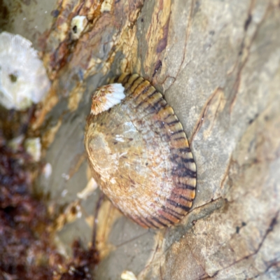 Cellana tramoserica at Coolangatta, QLD - 15 Jun 2024 by Hejor1