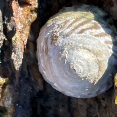 Bembicium melanostomum at Coolangatta, QLD - 15 Jun 2024 by Hejor1