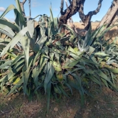 Agave americana (Century Plant) at Symonston, ACT - 16 Jun 2024 by CallumBraeRuralProperty