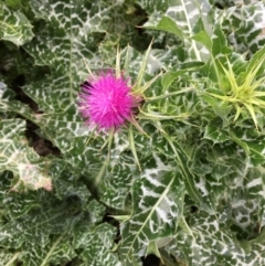 Silybum marianum (Variegated Thistle) at Bruce Ridge - 16 Jun 2024 by RWPurdie