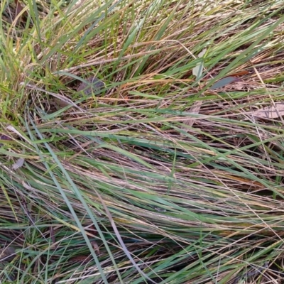 Nassella neesiana (Chilean Needlegrass) at Symonston, ACT - 16 Jun 2024 by CallumBraeRuralProperty