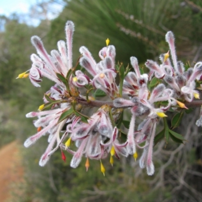 Petrophile biloba (Granite Petrophile) at John Forrest National Park - 21 Aug 2010 by MB