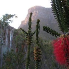 Beaufortia decussata (Gravel Bottlebrush) at Stirling Range National Park - 31 Aug 2010 by MB