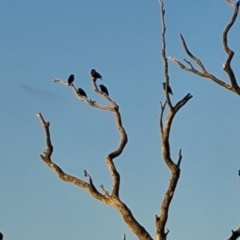 Sturnus vulgaris (Common Starling) at Isaacs Ridge - 16 Jun 2024 by Mike