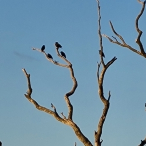 Sturnus vulgaris at Isaacs Ridge - 16 Jun 2024 04:27 PM