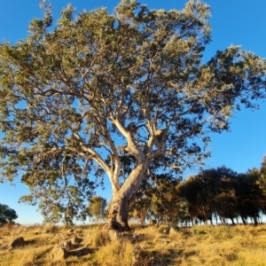 Eucalyptus polyanthemos at Isaacs Ridge - 16 Jun 2024