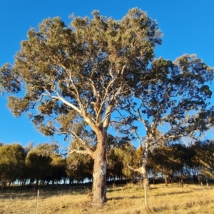 Eucalyptus polyanthemos at Isaacs Ridge and Nearby - 16 Jun 2024 04:14 PM