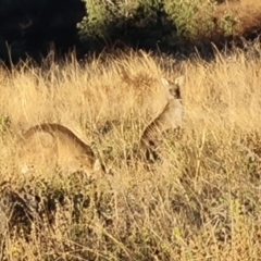 Macropus giganteus (Eastern Grey Kangaroo) at Isaacs Ridge - 16 Jun 2024 by Mike