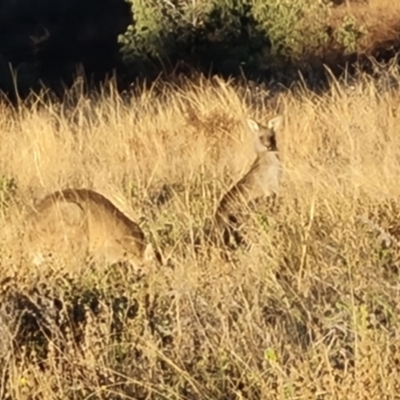 Macropus giganteus (Eastern Grey Kangaroo) at Isaacs Ridge - 16 Jun 2024 by Mike