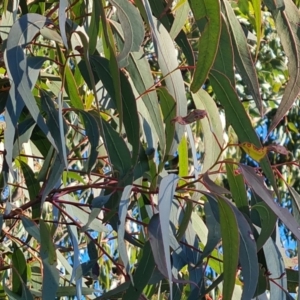 Eucalyptus bridgesiana at Isaacs Ridge - 16 Jun 2024