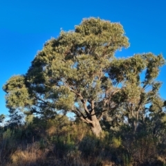 Eucalyptus bridgesiana at Isaacs Ridge - 16 Jun 2024