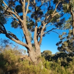 Eucalyptus bridgesiana at Isaacs Ridge - 16 Jun 2024