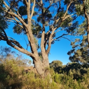 Eucalyptus bridgesiana at Isaacs Ridge - 16 Jun 2024