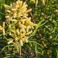 Cassinia quinquefaria (Rosemary Cassinia) at Isaacs Ridge and Nearby - 16 Jun 2024 by Mike