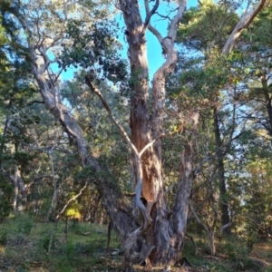 Eucalyptus polyanthemos at Isaacs Ridge and Nearby - 16 Jun 2024 03:02 PM