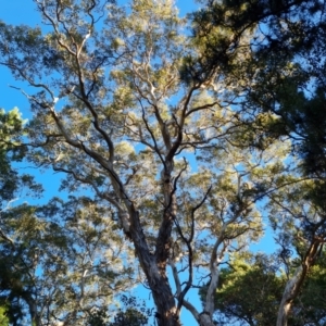 Eucalyptus polyanthemos at Isaacs Ridge and Nearby - 16 Jun 2024 03:02 PM