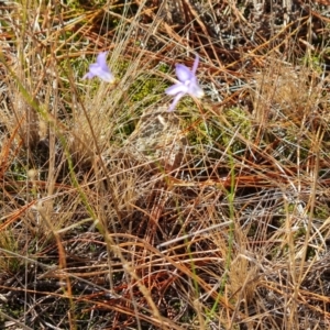 Wahlenbergia sp. at Isaacs, ACT - 16 Jun 2024 02:46 PM