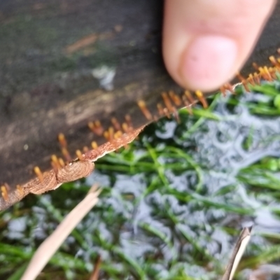 Calocera sp. (A stagshorn fungus) at QPRC LGA - 13 Jun 2024 by clarehoneydove