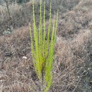 Cassinia sifton at QPRC LGA - 16 Jun 2024