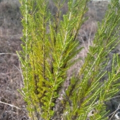 Cassinia sifton at QPRC LGA - 16 Jun 2024