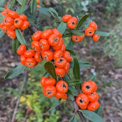 Pyracantha angustifolia (Firethorn, Orange Firethorn) at QPRC LGA - 16 Jun 2024 by SteveBorkowskis