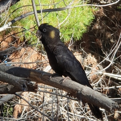 Zanda funerea (Yellow-tailed Black-Cockatoo) at Molonglo, ACT - 16 Jun 2024 by jmcleod