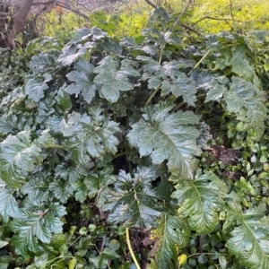 Acanthus mollis at QPRC LGA - 16 Jun 2024