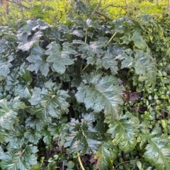 Acanthus mollis at QPRC LGA - 16 Jun 2024