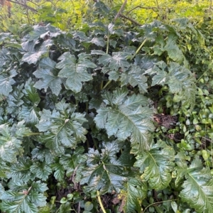 Acanthus mollis at QPRC LGA - 16 Jun 2024