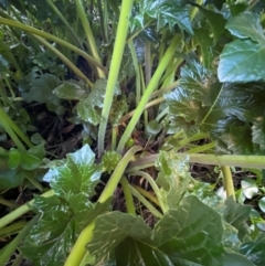 Acanthus mollis at QPRC LGA - 16 Jun 2024