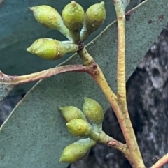 Eucalyptus bridgesiana at QPRC LGA - 16 Jun 2024 04:10 PM