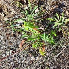 Euphorbia oblongata (Egg-leaf Spurge) at Mount Ainslie - 16 Jun 2024 by abread111