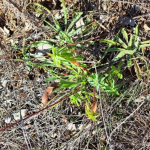 Euphorbia oblongata at Mount Ainslie - 16 Jun 2024 01:26 PM