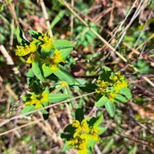 Euphorbia oblongata at Mount Ainslie - 16 Jun 2024 01:26 PM