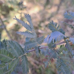 Acacia baileyana at Mount Ainslie - 16 Jun 2024