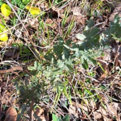 Acacia baileyana at Mount Ainslie - 16 Jun 2024 01:50 PM