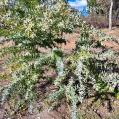 Acacia baileyana (Cootamundra Wattle, Golden Mimosa) at Mount Ainslie - 16 Jun 2024 by abread111