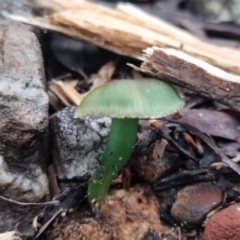 Gliophorus graminicolor (Slimy Green Waxcap) at Monga National Park - 13 Jun 2024 by clarehoneydove