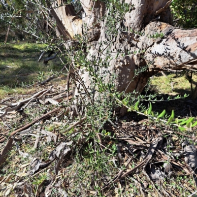 Olea europaea subsp. cuspidata (African Olive) at Mount Majura - 16 Jun 2024 by abread111