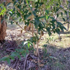 Ligustrum lucidum (Large-leaved Privet) at Mount Majura - 16 Jun 2024 by abread111