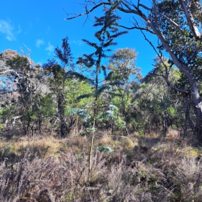 Acacia baileyana (Cootamundra Wattle, Golden Mimosa) at Mount Majura - 16 Jun 2024 by abread111