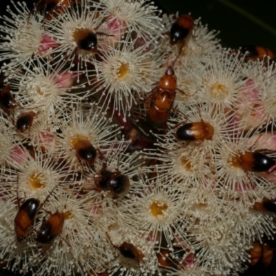 Phyllotocus macleayi (Nectar scarab) at WendyM's farm at Freshwater Ck. - 6 Feb 2023 by WendyEM