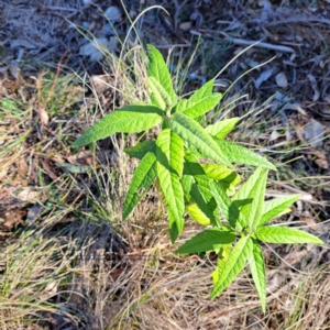 Olearia lirata at Mount Majura - 16 Jun 2024