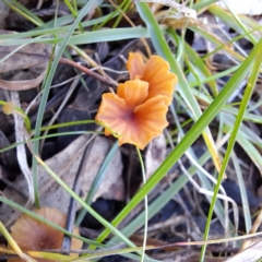 zz agaric (stem; gills not white/cream) at Mount Majura - 16 Jun 2024