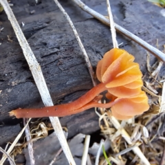 zz agaric (stem; gills not white/cream) at Mount Majura - 16 Jun 2024