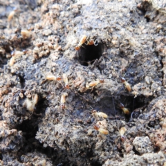 Nasutitermes exitiosus (Snouted termite, Gluegun termite) at Bullen Range - 14 Jun 2024 by HelenCross