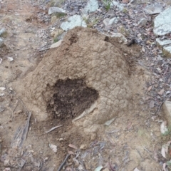 Nasutitermes exitiosus at Bullen Range - suppressed