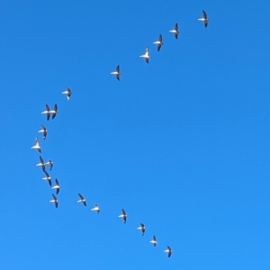 Pelecanus conspicillatus at Lions Youth Haven - Westwood Farm A.C.T. - 16 Jun 2024