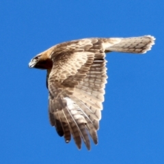 Hieraaetus morphnoides (Little Eagle) at QPRC LGA - 16 Jun 2024 by LisaH