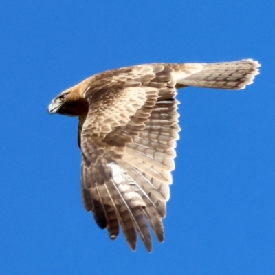 Hieraaetus morphnoides (Little Eagle) at QPRC LGA - 16 Jun 2024 by LisaH